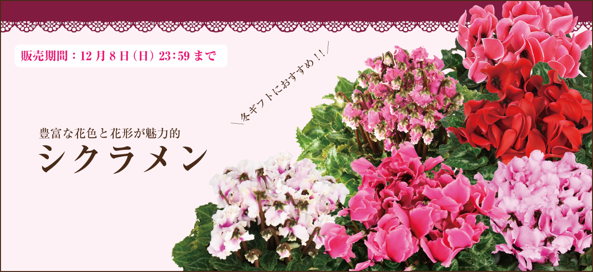 /event/cyclamen-ba_1200.jpg