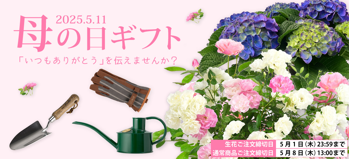 母の日ギフト