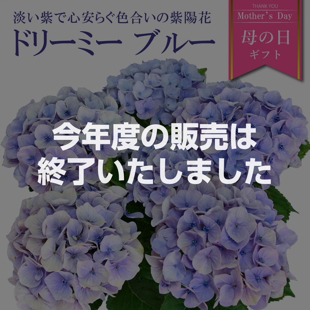 母の日ギフト特集 | 芝生のことならバロネスダイレクト