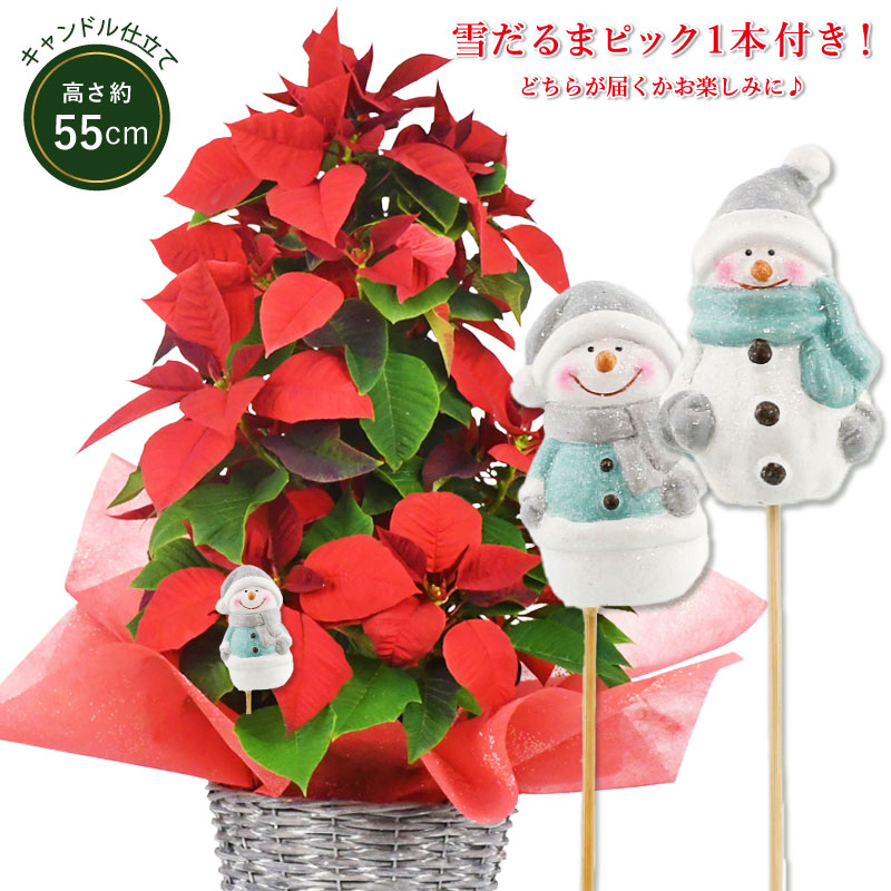 【数量限定・送料無料】ポインセチア ノエル キャンドル仕立て 5号 鉢植え 高さ約55cm 雪だるまピック1本＆バスケット付き