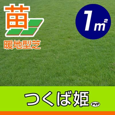 暖地型芝の種・苗 | 芝生のことならバロネスダイレクト