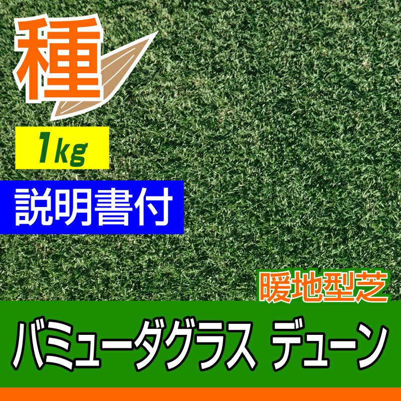 バミューダグラス デューン 1kg入 お庭の広さ12～18坪用 暖地型芝の種 多年草 発芽適温摂氏20度以上です。 | 芝生のことならバロネスダイレクト