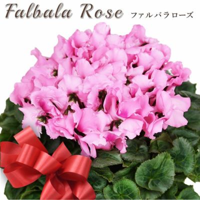 シクラメン | 芝生のことならバロネスダイレクト