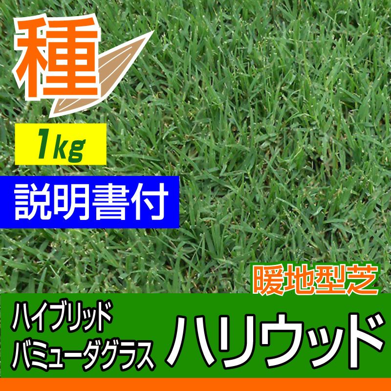 ハイブリッド・バミューダグラス ハリウッド 1kg入 お庭の広さ18