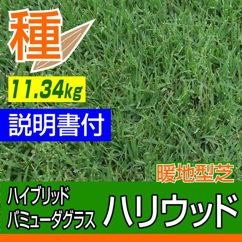 予約注文品 約1週間で出荷】ハイブリッド・バミューダグラス