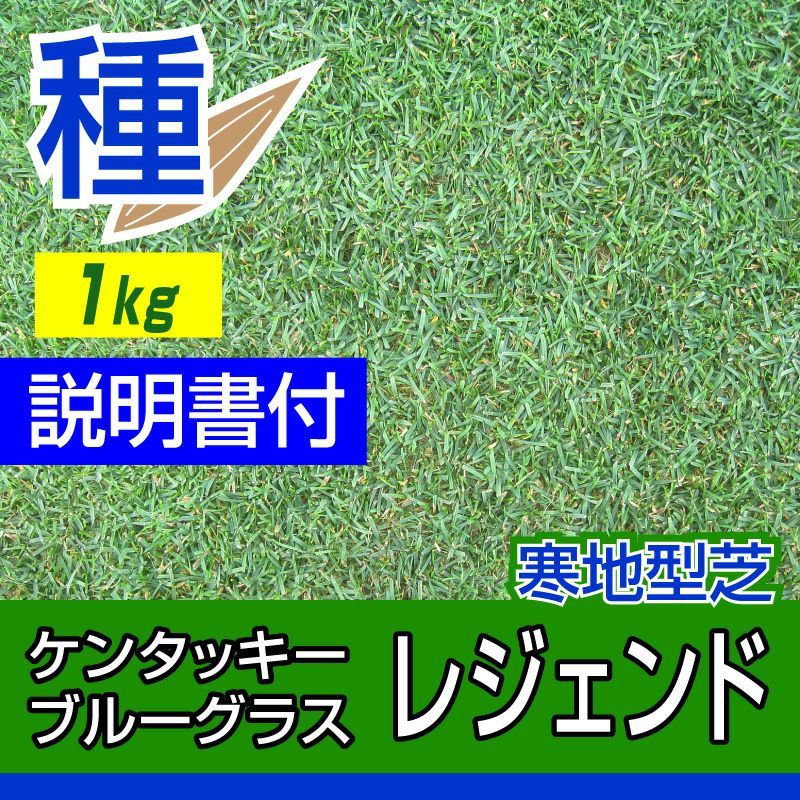 送料込】 西洋芝の種 ケンタッキーブルーグラス 1kg 80〜120