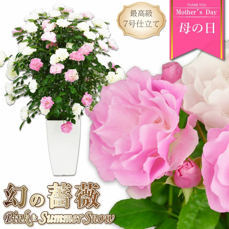 薔薇とレースのジャンクジャーナル・雑記帳　ピンククリスマス 薔薇とレースのジャンクジャーナル・雑記帳 My Sisters