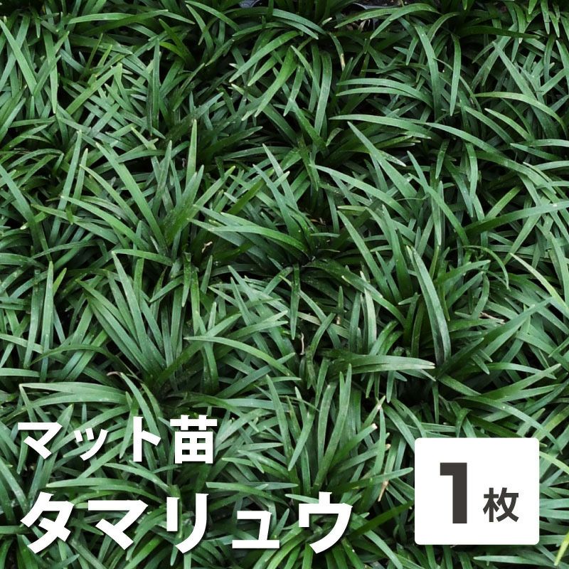 成立】玉竜 タマリュウ 大量 6年もの 砂利と交換しませんか？ 節約