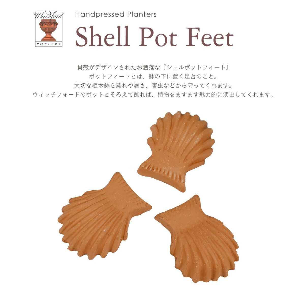 ポットフィートシェル 貝殻 Sサイズ