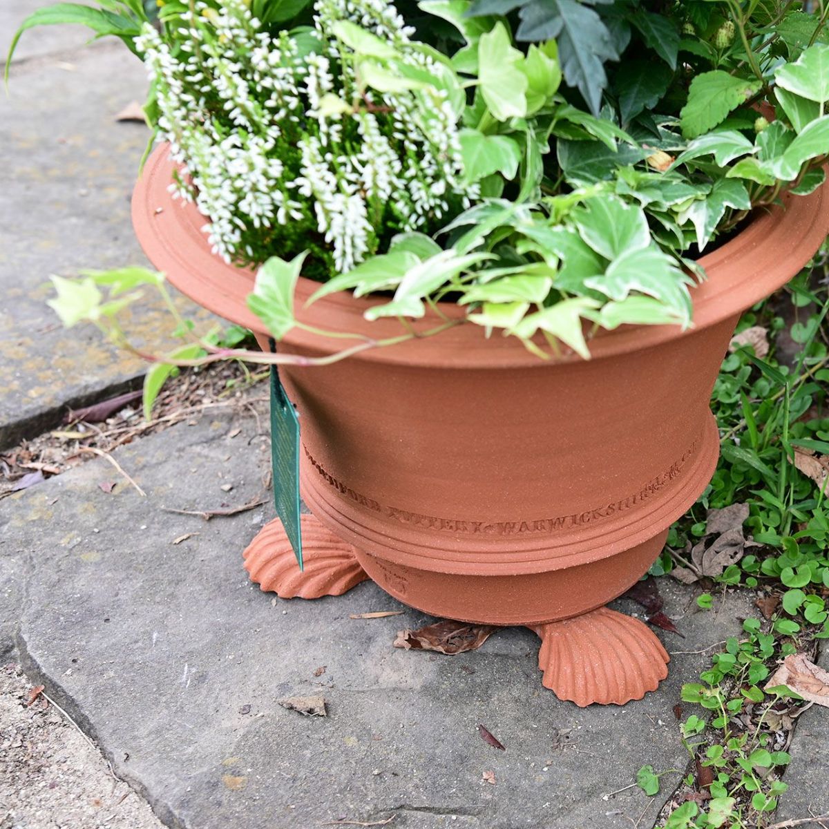 ポットフィートシェル 貝殻 Sサイズ