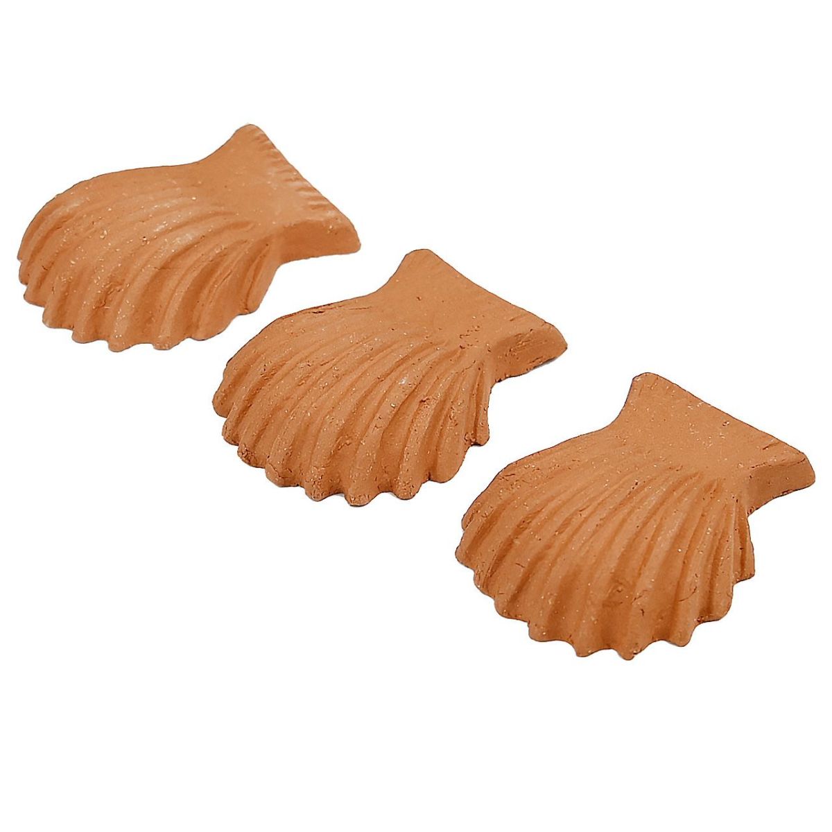 ポットフィートシェル 貝殻 Sサイズ