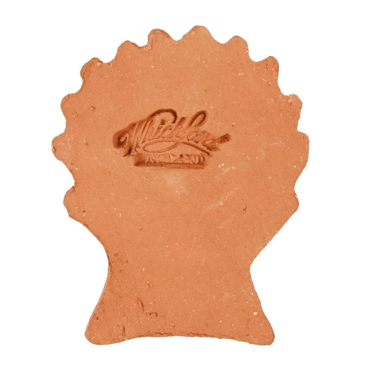 ポットフィートシェル 貝殻 Sサイズ