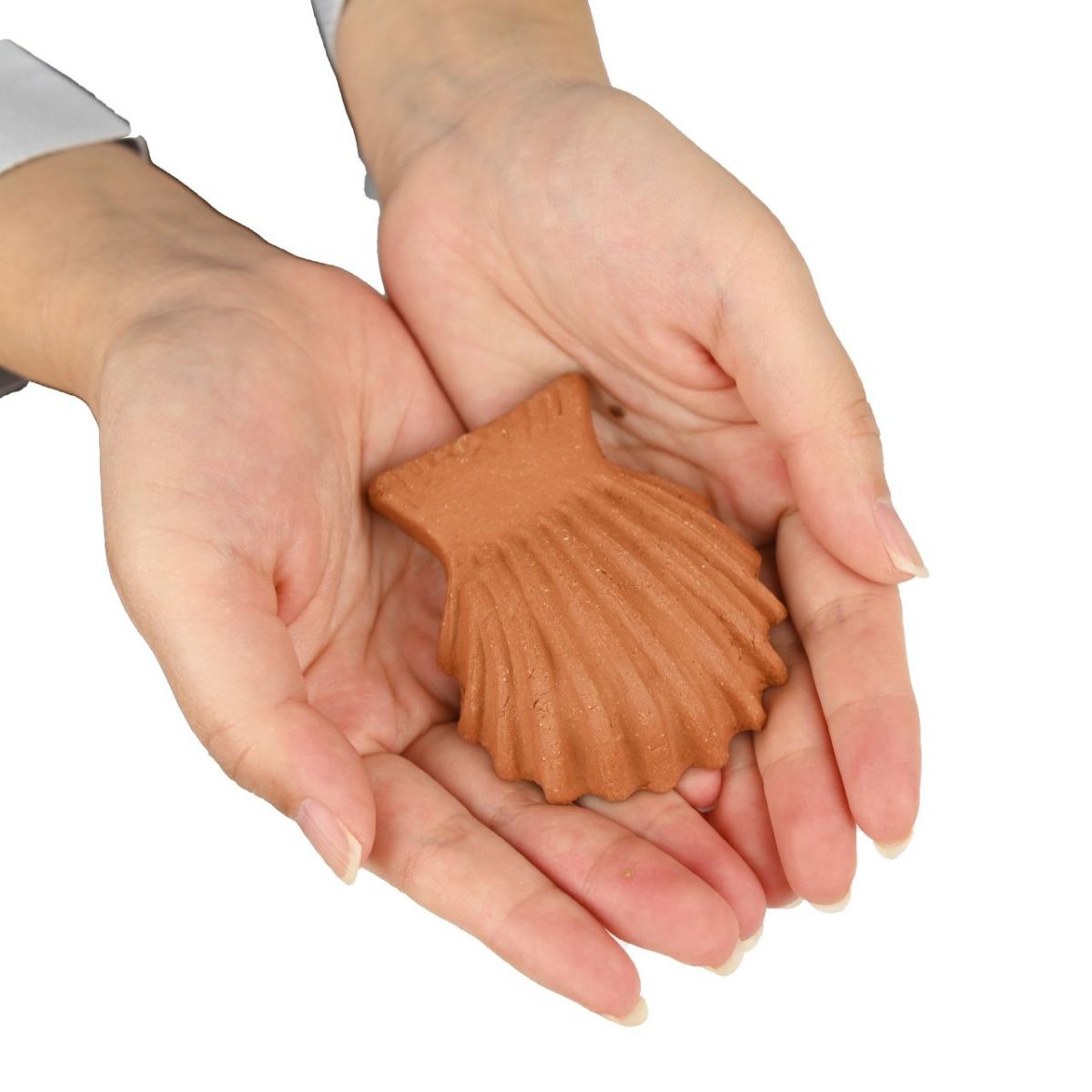 ポットフィートシェル 貝殻 Sサイズ