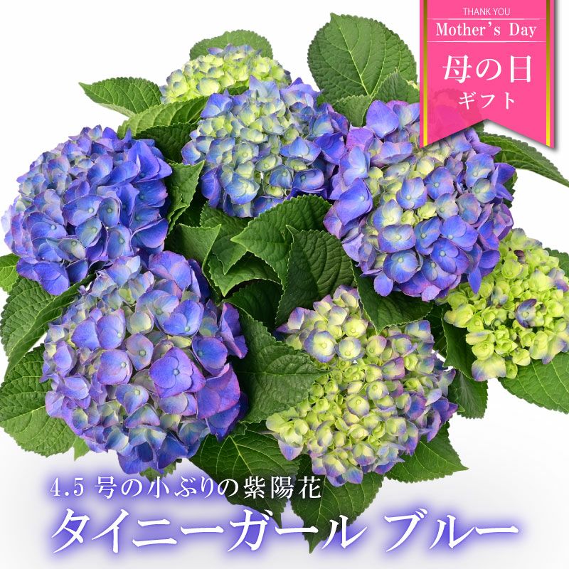 数量限定】紫陽花 あじさい タイニーガール 青 4.5号鉢 鉢植え ギフト 