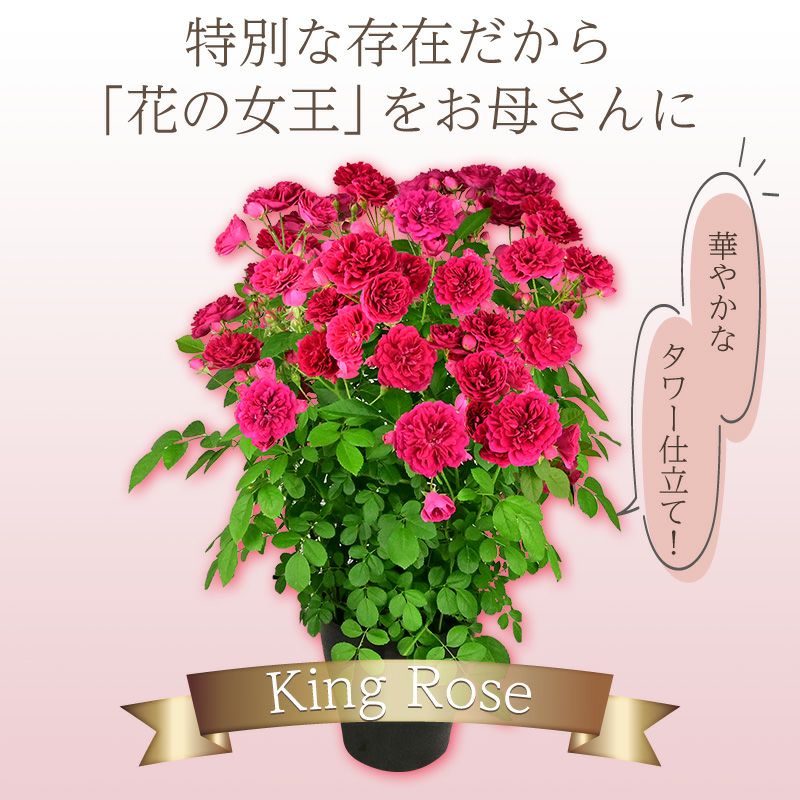 つるバラ キングローズ 6号鉢