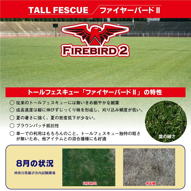 トールフェスク　ファイヤーバード２