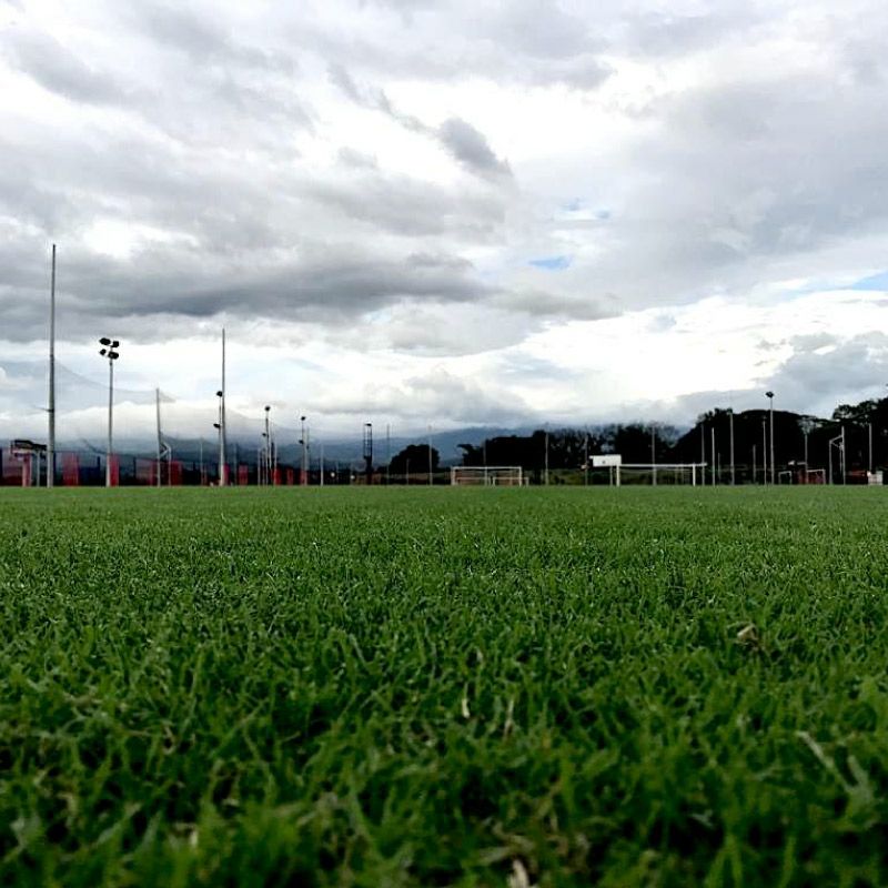 バミューダグラス ノースショアSLT 