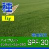 ハイブリットケンタッキーブルーグラスSPF-30 