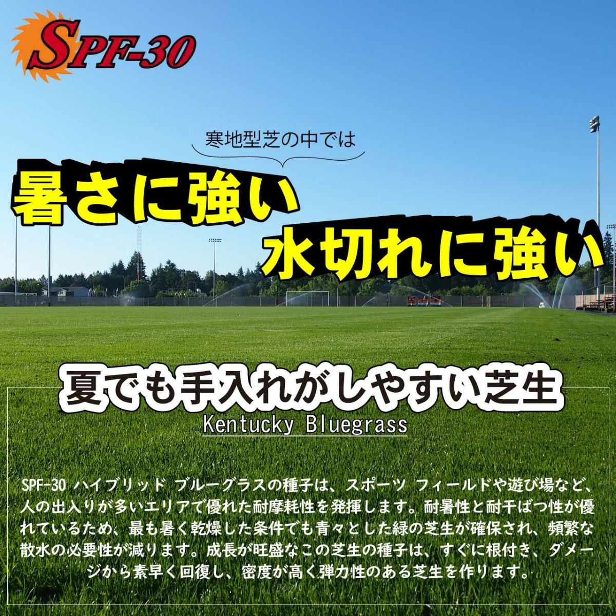 ハイブリットケンタッキーブルーグラスSPF-30 