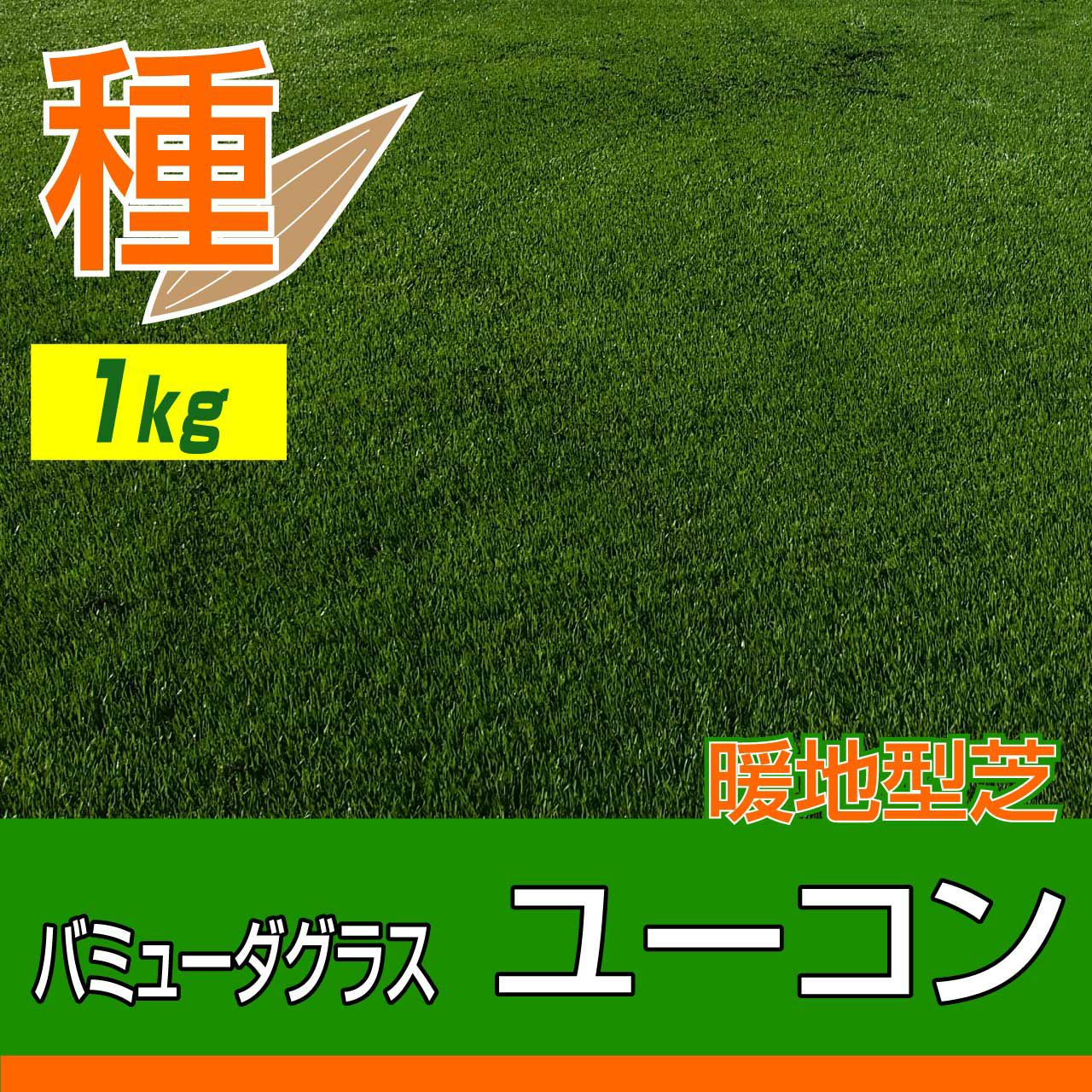 バミューダグラス　デューン　温暖型芝　1Kg バミューダグラスデューン温暖型芝1Kg