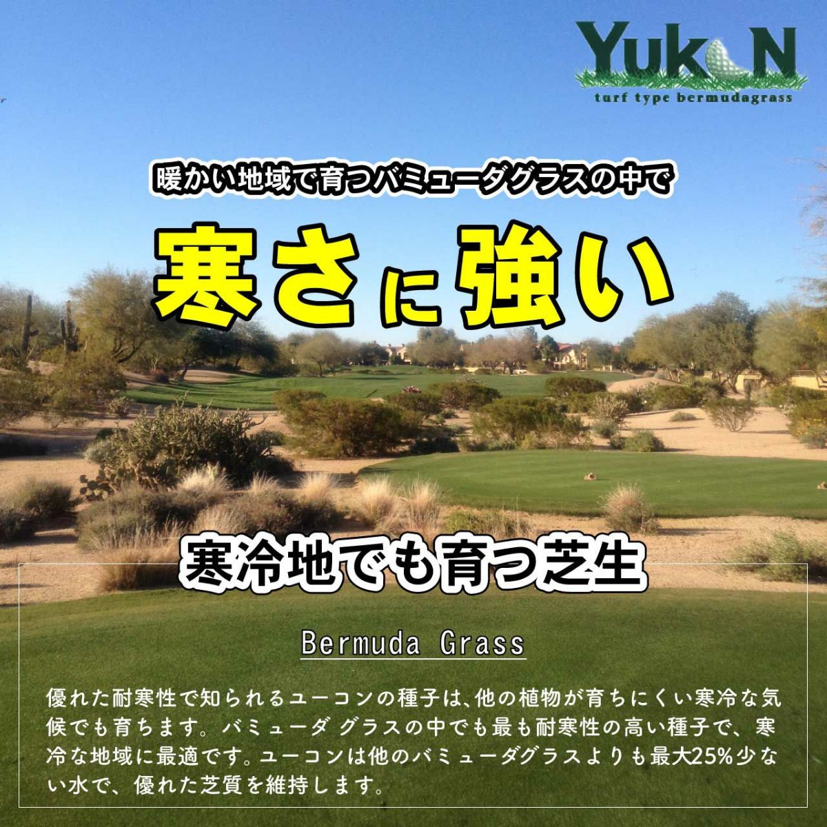 バミューダグラス ユーコン