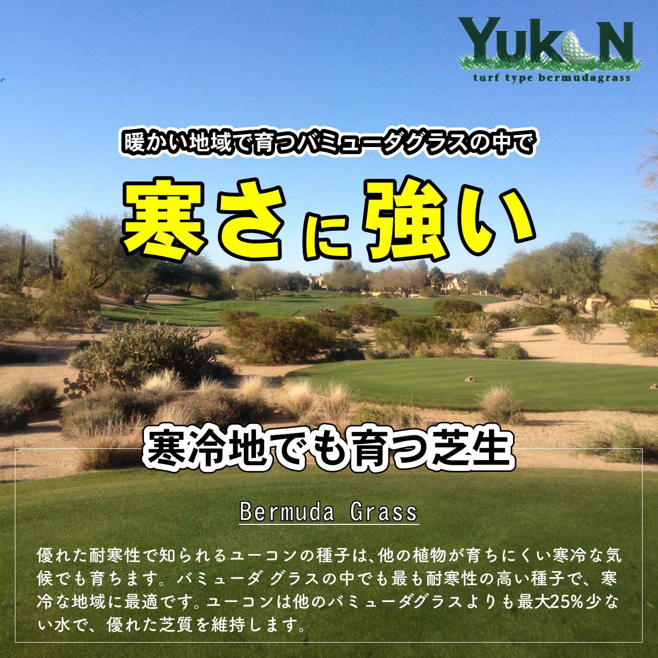 バミューダグラス ユーコン