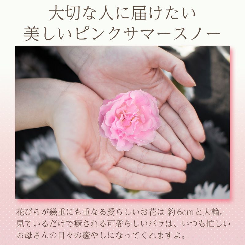 6号鉢 1色植え 幻の薔薇 ピンクサマースノー 母の日 プレゼント ギフト