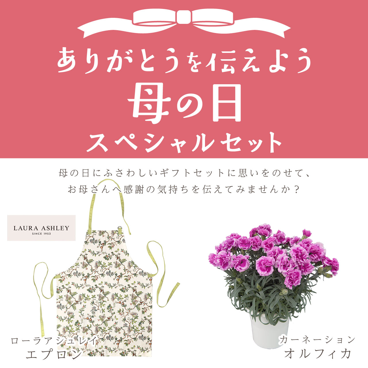 カーネーション＆エプロンセット（オルフィカ5号鉢＆ローラアシュレイエプロン）