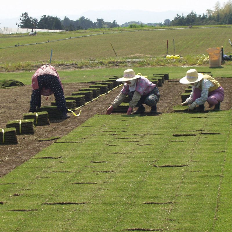 【30平米 姫高麗芝】姫高麗芝 