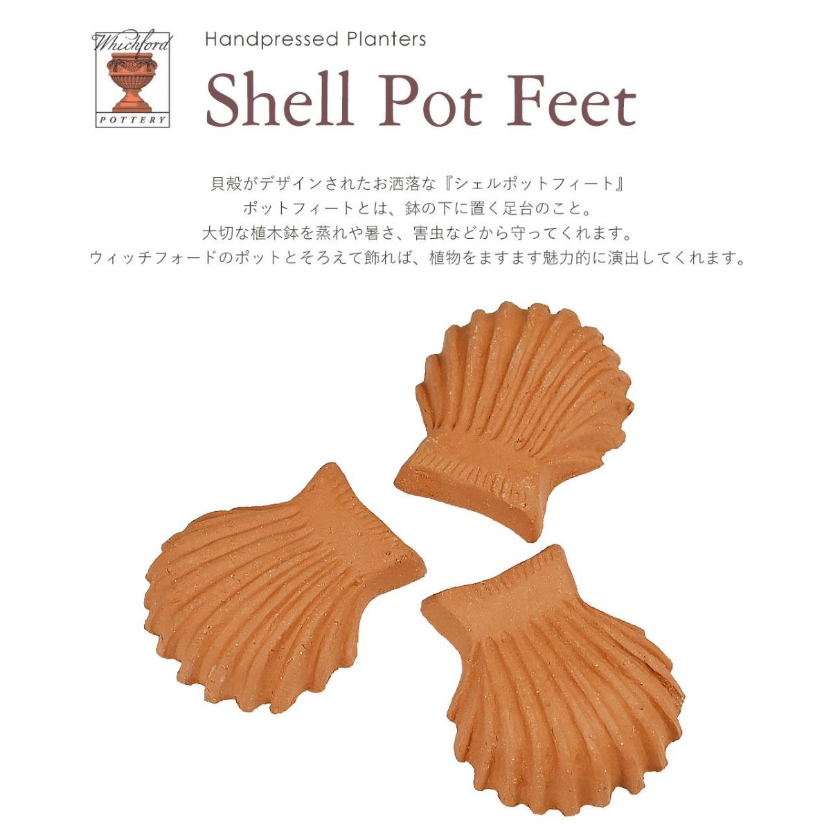 ウィッチフォード ポットフィートシェル 貝殻 Lサイズ