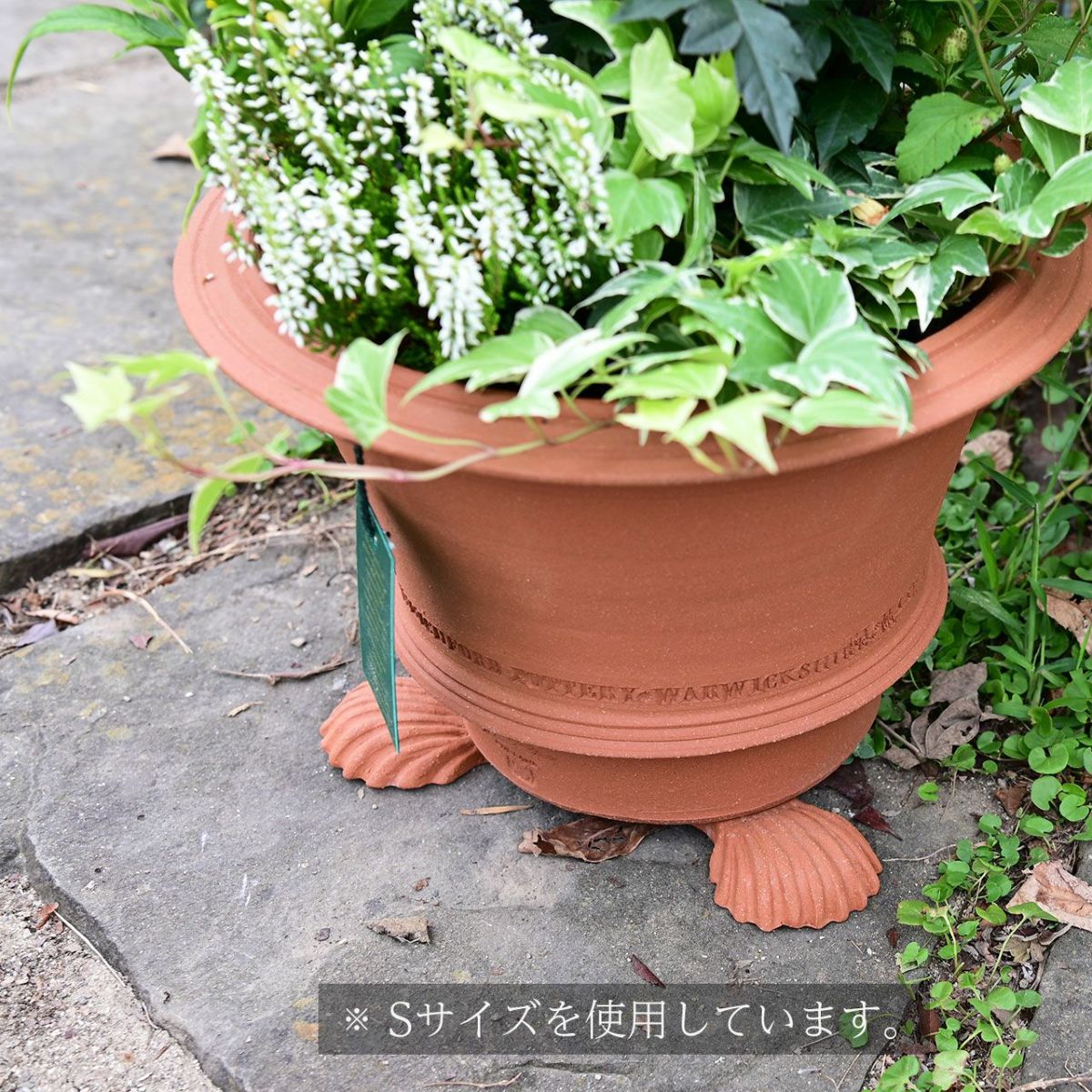 ウィッチフォード ポットフィートシェル 貝殻 Lサイズ