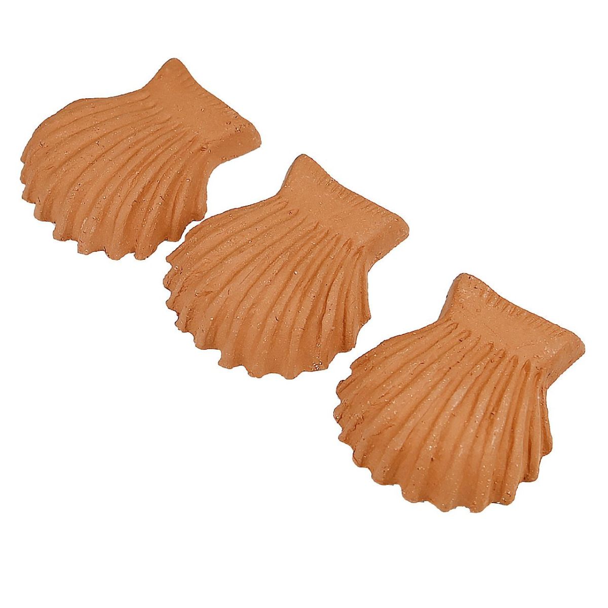 ウィッチフォード ポットフィートシェル 貝殻 Lサイズ