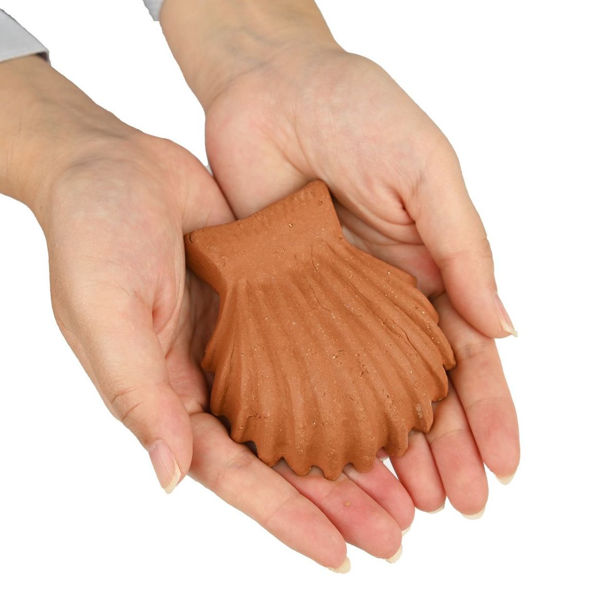 ウィッチフォード ポットフィートシェル 貝殻 Lサイズ