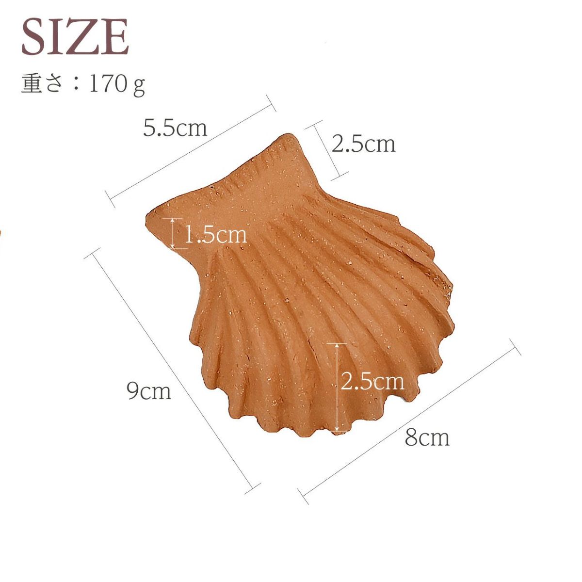 ウィッチフォード ポットフィートシェル 貝殻 Lサイズ