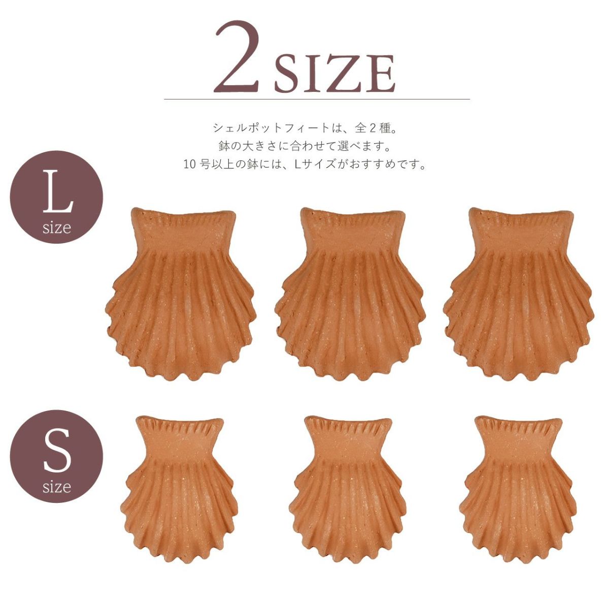 ウィッチフォード ポットフィートシェル 貝殻 Lサイズ