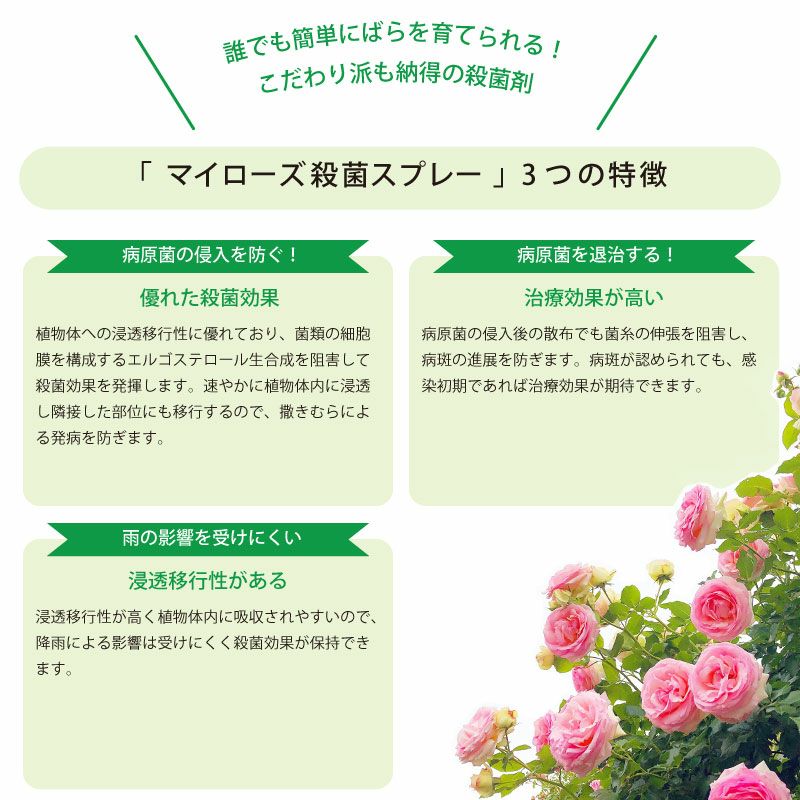 住友化学園芸 殺菌剤 マイローズ殺菌スプレー 950ml 2本セット KINCHO園芸