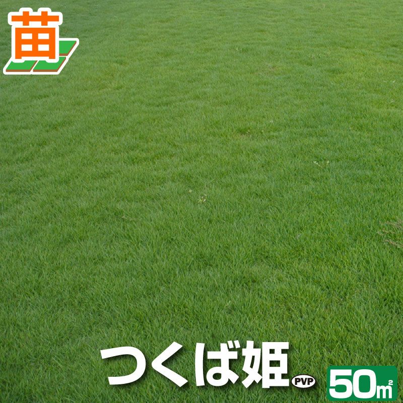 【50平米 つくば姫】 つくば姫 姫高麗芝 登録品種 張り芝用 つくば産 50平米(15坪分)