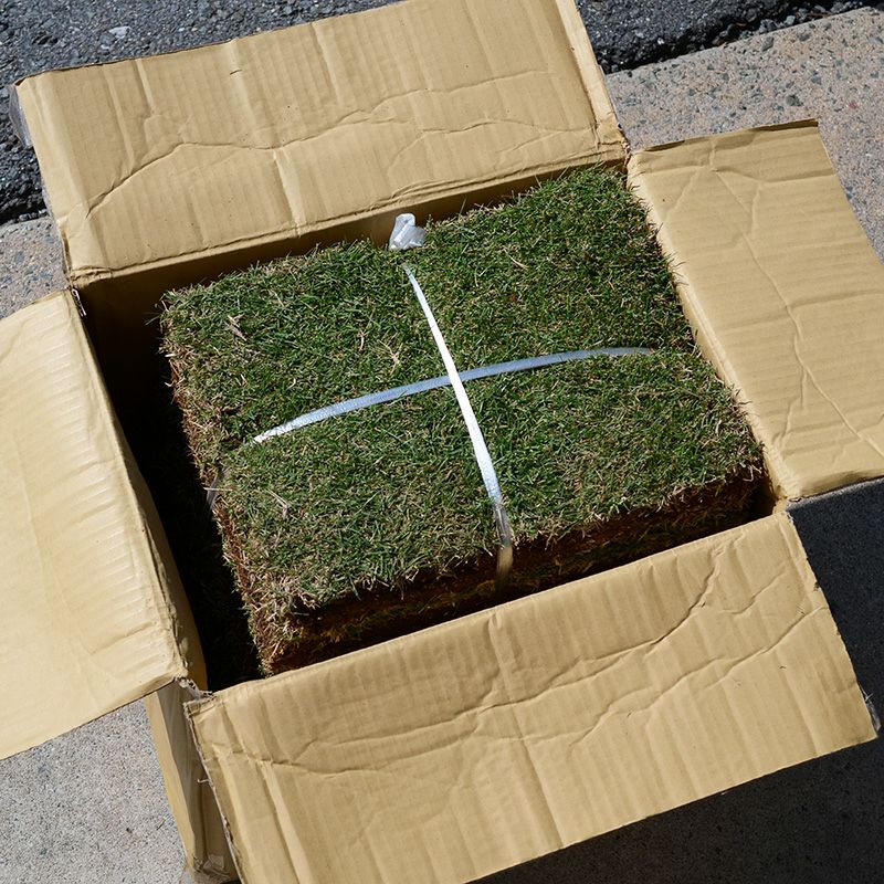 【50平米 つくば姫】 つくば姫 姫高麗芝 登録品種 張り芝用 つくば産 50平米(15坪分)