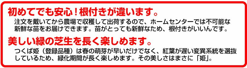 【50平米 つくば姫】 つくば姫 姫高麗芝 登録品種 張り芝用 つくば産 50平米(15坪分)