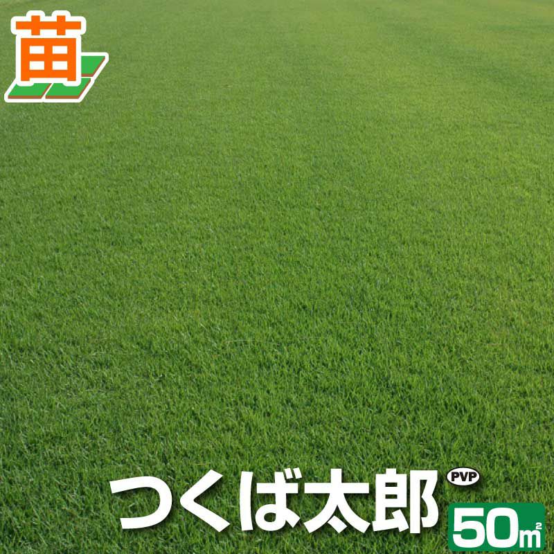 つくば太郎 野芝 登録品種 張り芝用 つくば産50平米(15坪分)