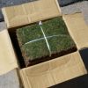 つくば太郎 野芝 登録品種 張り芝用 つくば産50平米(15坪分)