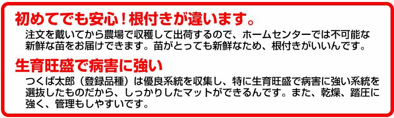 つくば太郎 野芝 登録品種 張り芝用 つくば産50平米(15坪分)