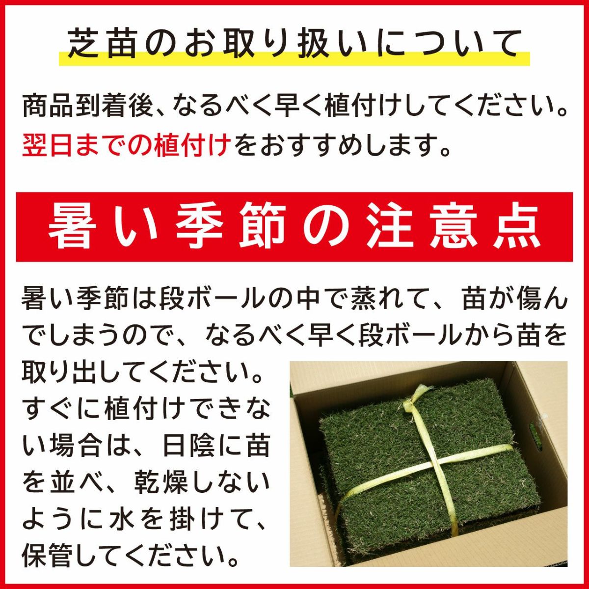 つくば太郎 野芝 登録品種 張り芝用 つくば産50平米(15坪分)