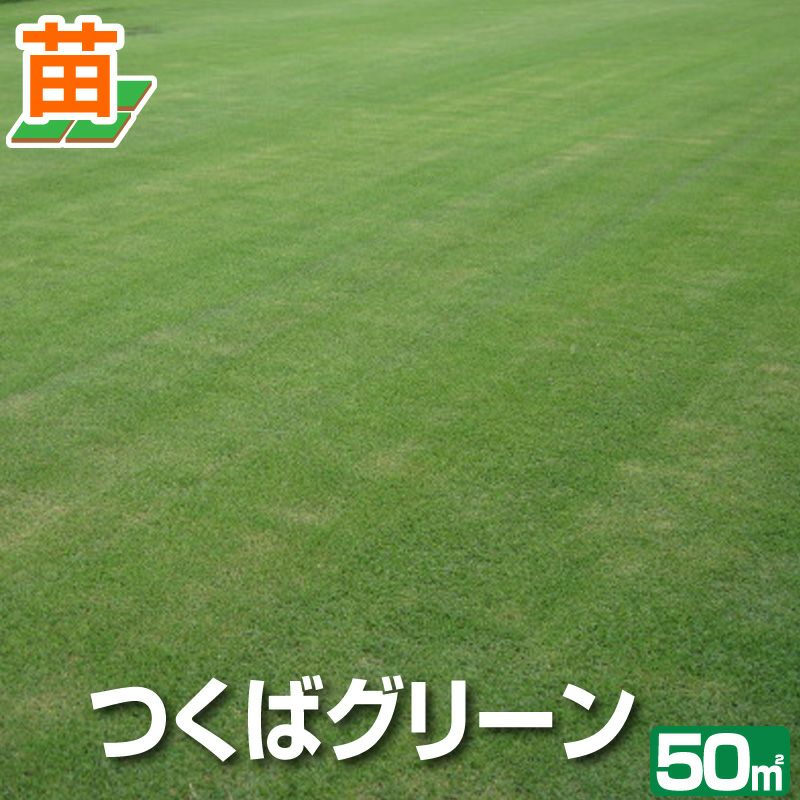 【50平米 つくばグリーン】 つくばグリーン 野芝 張り芝用 つくば産 50平米(15坪分)