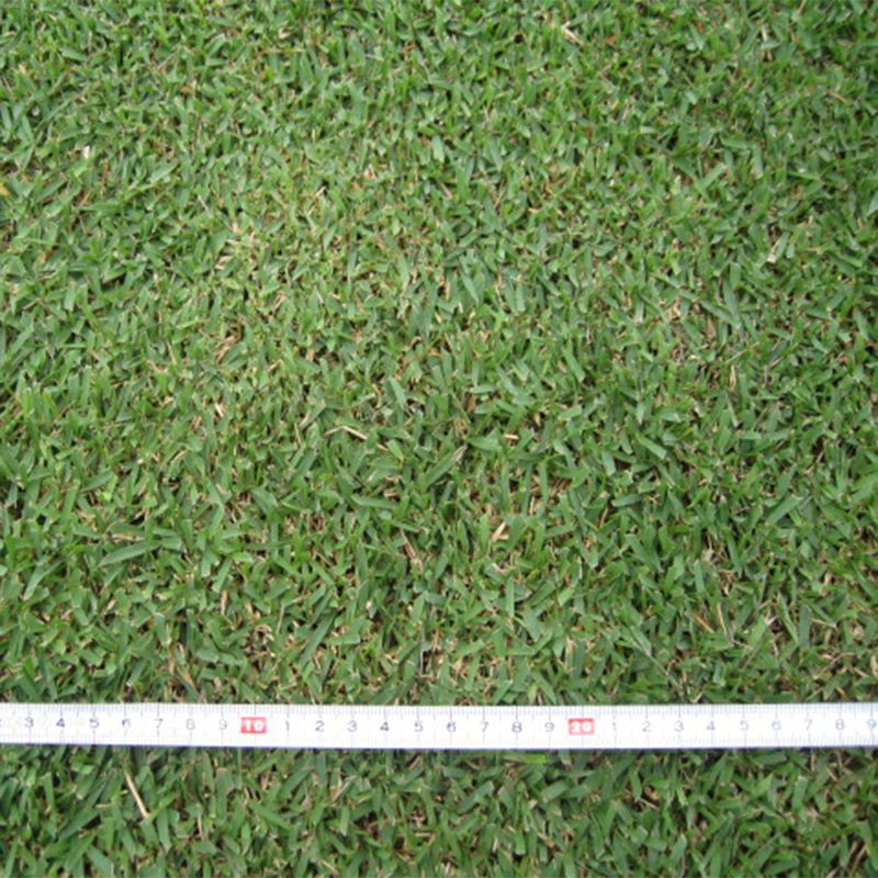 【50平米 つくばグリーン】 つくばグリーン 野芝 張り芝用 つくば産 50平米(15坪分)
