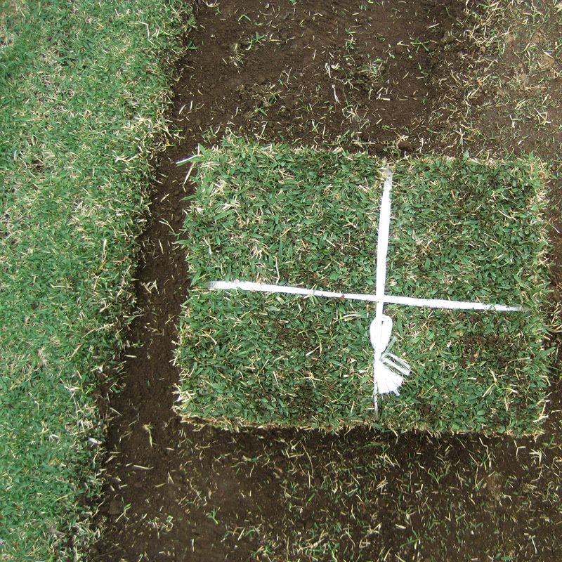 【50平米 つくばグリーン】 つくばグリーン 野芝 張り芝用 つくば産 50平米(15坪分)