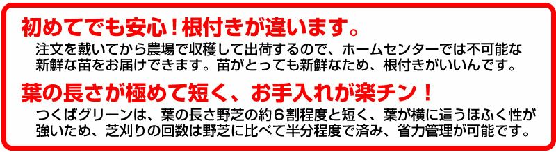 【50平米 つくばグリーン】 つくばグリーン 野芝 張り芝用 つくば産 50平米(15坪分)