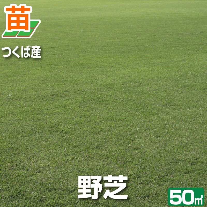 【50平米 野芝】 野芝 張り芝用 つくば産 50平米(15坪分) 