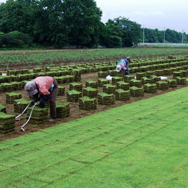 【50平米 野芝】 野芝 張り芝用 つくば産 50平米(15坪分) 