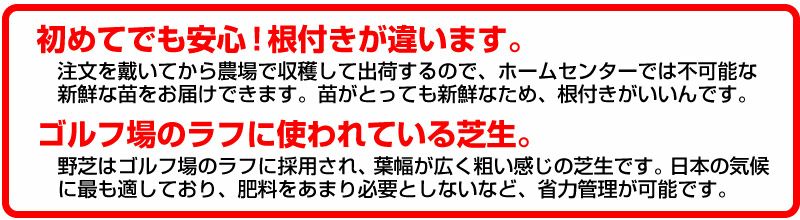 【50平米 野芝】 野芝 張り芝用 つくば産 50平米(15坪分) 